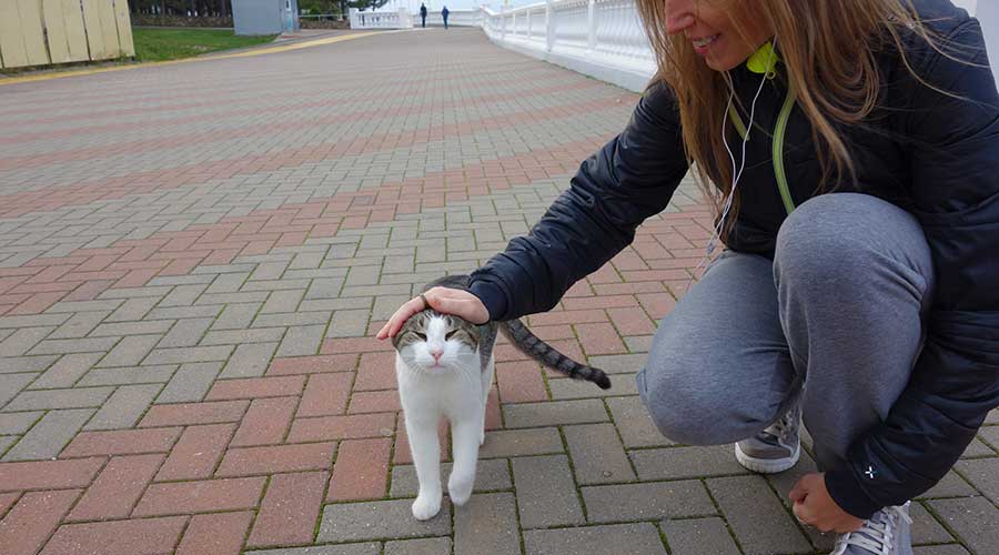 площадь геленджика кв км